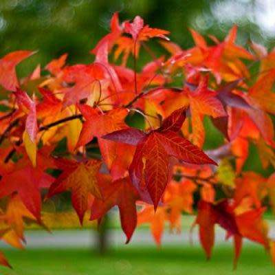 Liquidambar styraciflua - 10+ Seeds - American Sweetgum Tree Tree or Shrub, NEW