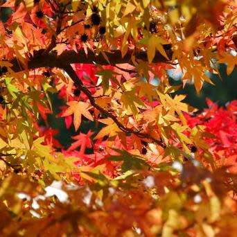 Liquidambar styraciflua - 10+ Seeds - American Sweetgum Tree Tree or Shrub, NEW