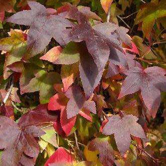 Liquidambar styraciflua - 10+ Seeds - American Sweetgum Tree Tree or Shrub, NEW