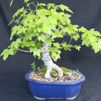 Liquidambar styraciflua - American Sweetgum Bonsai Seeds + FREE Gifts Seeds + Bonsai eBook, NEW