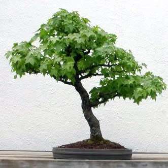 Liquidambar styraciflua - American Sweetgum Bonsai Seeds + FREE Gifts Seeds + Bonsai eBook, NEW