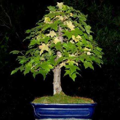 Liquidambar styraciflua - American Sweetgum Bonsai Seeds + FREE Gifts Seeds + Bonsai eBook, NEW
