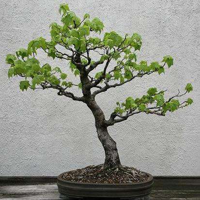 Liquidambar styraciflua - American Sweetgum Bonsai Seeds + FREE Gifts Seeds + Bonsai eBook, NEW
