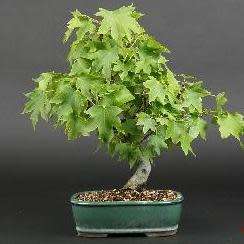 Liquidambar styraciflua - American Sweetgum Bonsai Seeds + FREE Gifts Seeds + Bonsai eBook, NEW