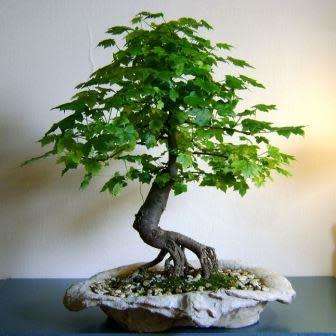Liquidambar styraciflua - American Sweetgum Bonsai Seeds + FREE Gifts Seeds + Bonsai eBook, NEW