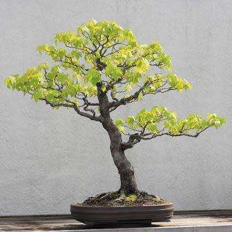 Liquidambar styraciflua - American Sweetgum Bonsai Seeds + FREE Gifts Seeds + Bonsai eBook, NEW