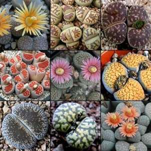 10 Lithops Mixed Species Seeds - Stoneplants Indigenous Endemic Succulent Mesemb - Combined Shipping