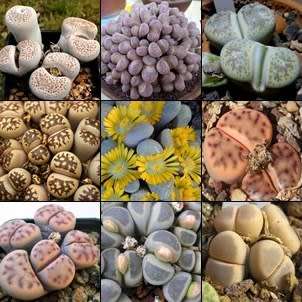 10 Lithops Mixed Species Seeds - Stoneplants Indigenous Endemic Succulent Mesemb - Combined Shipping