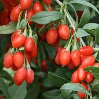 Goji Berry, Wolf Berry - Lycium chinense - 20+ Seed Pack - Exotic Edible Fruit Shrub