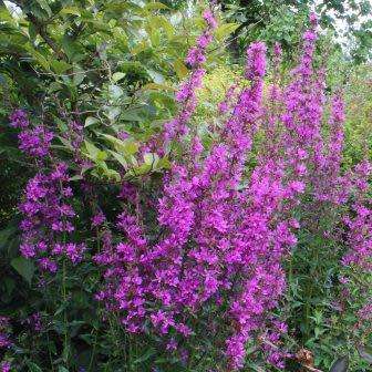 10+ Lythrum virgatum - Dropmore Purple Seeds - Perennial -Combined Global Shipping