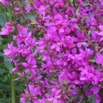 10+ Lythrum virgatum - Dropmore Purple Seeds - Perennial -Combined Global Shipping