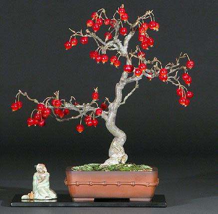 Malus sargentii - Sargent Crabapple Bonsai Seeds + FREE Gifts Seeds + Bonsai eBook