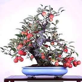 Malus sargentii - Sargent Crabapple Bonsai Seeds + FREE Gifts Seeds + Bonsai eBook