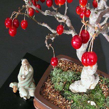 Malus sargentii - Sargent Crabapple Bonsai Seeds + FREE Gifts Seeds + Bonsai eBook
