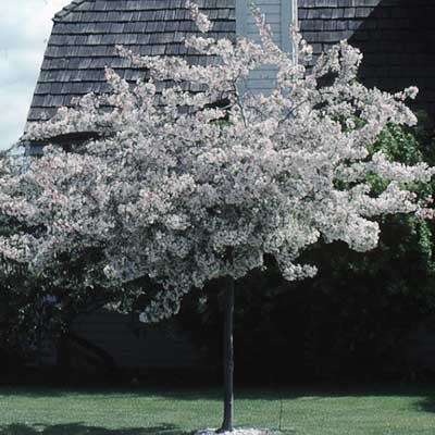 Malus sargentii - 5 Seeds - Sargent Crabapple - Exotic Frost Hardy Flowering Shrub, NEW