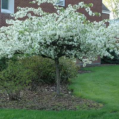 Malus sargentii - 5 Seeds - Sargent Crabapple - Exotic Frost Hardy Flowering Shrub, NEW