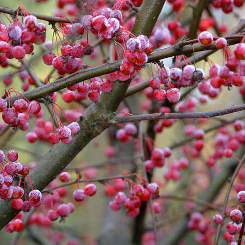 Malus sargentii - 5 Seeds - Sargent Crabapple - Exotic Frost Hardy Flowering Shrub, NEW