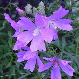 5 Malva alcea Seeds - Hollyhock Mallow - Perennial Flowering Shrub - Combined Shipping
