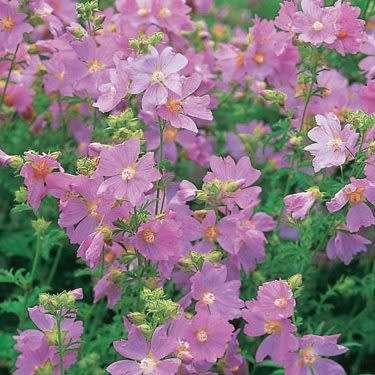 5 Malva alcea Seeds - Hollyhock Mallow - Perennial Flowering Shrub - Combined Shipping