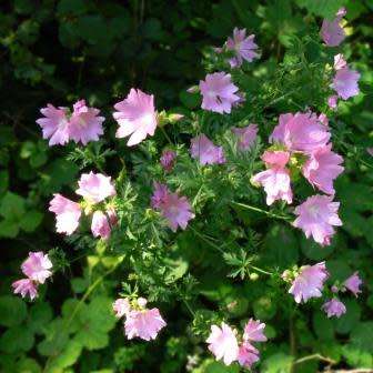 5 Malva alcea Seeds - Hollyhock Mallow - Perennial Flowering Shrub - Combined Shipping