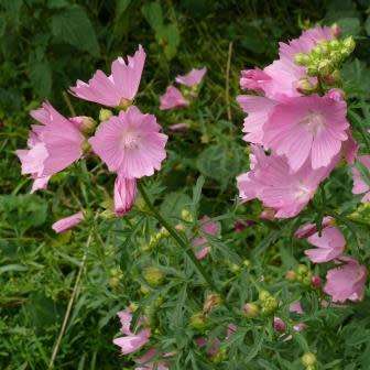 5 Malva alcea Seeds - Hollyhock Mallow - Perennial Flowering Shrub - Combined Shipping