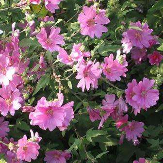 5 Malva alcea Seeds - Hollyhock Mallow - Perennial Flowering Shrub - Combined Shipping