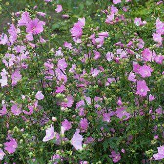 5 Malva alcea Seeds - Hollyhock Mallow - Perennial Flowering Shrub - Combined Shipping