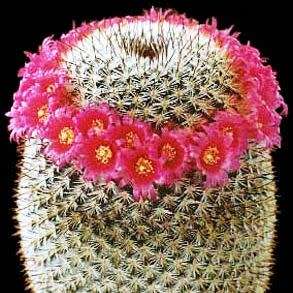 Mammillaria elegans - 5 Seed Pack - Verified Seller - Exotic Succulent Cactus - NEW