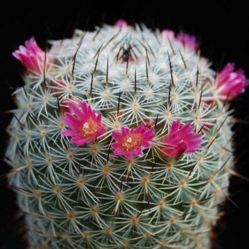 Mammillaria elegans - 5 Seed Pack - Verified Seller - Exotic Succulent Cactus - NEW
