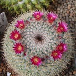 Mammillaria elegans - 5 Seed Pack - Verified Seller - Exotic Succulent Cactus - NEW