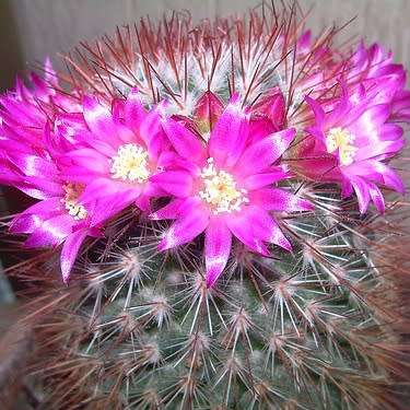 Mammillaria elegans - 5 Seed Pack - Verified Seller - Exotic Succulent Cactus - NEW
