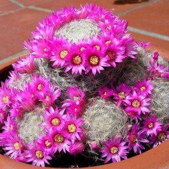 Mammillaria elegans - 5 Seed Pack - Verified Seller - Exotic Succulent Cactus - NEW