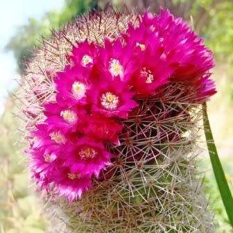 Mammillaria elegans - 5 Seed Pack - Verified Seller - Exotic Succulent Cactus - NEW