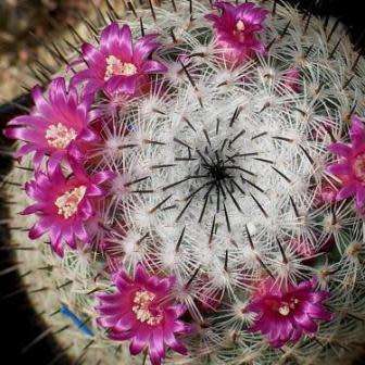 Mammillaria elegans - 5 Seed Pack - Verified Seller - Exotic Succulent Cactus - NEW