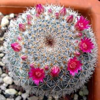 Mammillaria geminispina Seeds - Verified Seller - Exotic Succulent Cactus