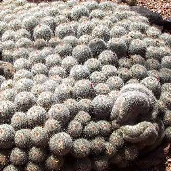 Mammillaria geminispina Seeds - Verified Seller - Exotic Succulent Cactus