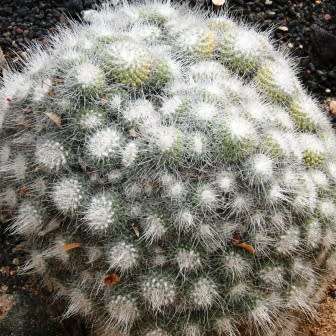 Mammillaria geminispina Seeds - Verified Seller - Exotic Succulent Cactus