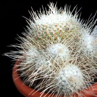Mammillaria geminispina Seeds - Verified Seller - Exotic Succulent Cactus