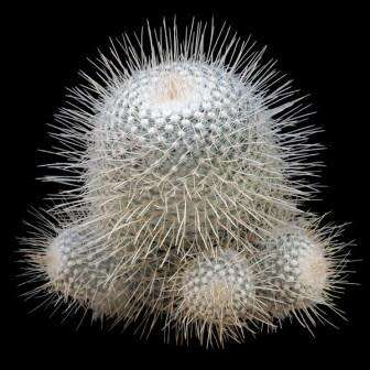 Mammillaria geminispina Seeds - Verified Seller - Exotic Succulent Cactus