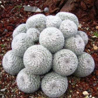 Mammillaria geminispina Seeds - Verified Seller - Exotic Succulent Cactus