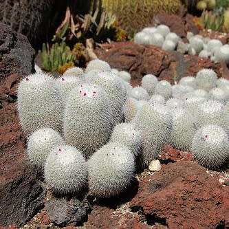 Mammillaria geminispina Seeds - Verified Seller - Exotic Succulent Cactus