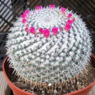 Mammillaria geminispina Seeds - Verified Seller - Exotic Succulent Cactus