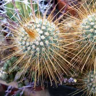 Mammillaria magnifica - 5 Seed Pack - Verified Seller - Exotic Succulent Cactus - Combined Shipping