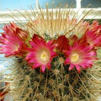 Mammillaria magnifica - 5 Seed Pack - Verified Seller - Exotic Succulent Cactus - Combined Shipping