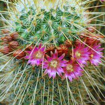 Mammillaria magnifica - 5 Seed Pack - Verified Seller - Exotic Succulent Cactus - Combined Shipping
