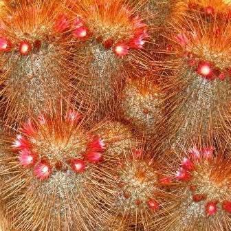 Mammillaria magnifica - 5 Seed Pack - Verified Seller - Exotic Succulent Cactus - Combined Shipping