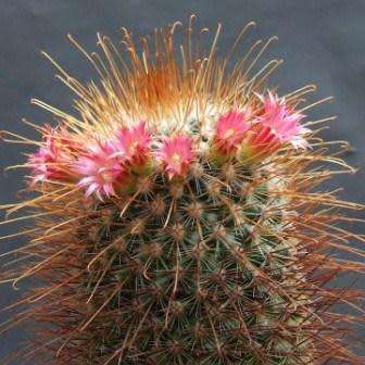 Mammillaria magnifica - 5 Seed Pack - Verified Seller - Exotic Succulent Cactus - Combined Shipping
