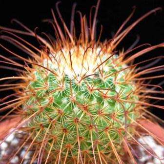 Mammillaria magnifica - 5 Seed Pack - Verified Seller - Exotic Succulent Cactus - Combined Shipping