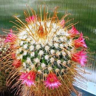 Mammillaria magnifica - 5 Seed Pack - Verified Seller - Exotic Succulent Cactus - Combined Shipping