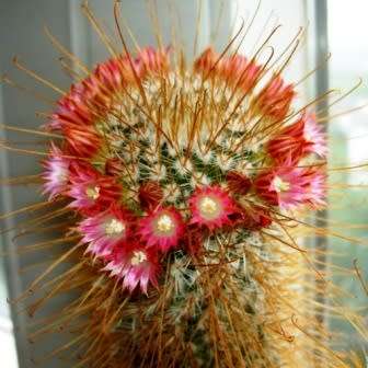 Mammillaria magnifica - 5 Seed Pack - Verified Seller - Exotic Succulent Cactus - Combined Shipping